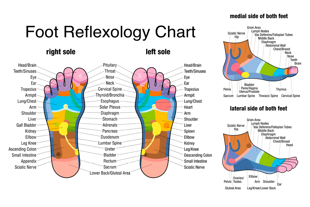 Reflexology Chart Bottom Right Foot