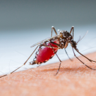 100 Mosquitos Feast On Photographer&#039;s Feet See Horrifying Photo 