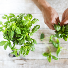 How To Use Basil As Pain Relief For Arthritis