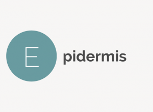 Epidermis Definition 