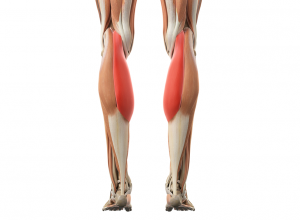 Gastrocnemius Muscle