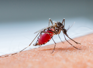 100 Mosquitos Feast On Photographer&#039;s Feet See Horrifying Photo 