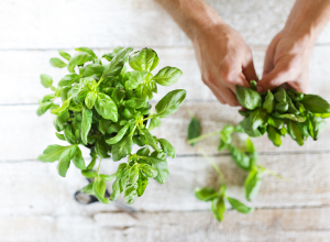 How To Use Basil As Pain Relief For Arthritis