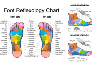 Reflexology Foot Chart Right