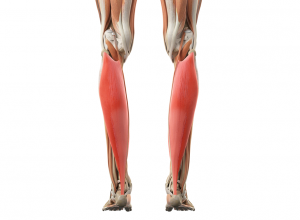 Soleus Muscle Soleus Muscle