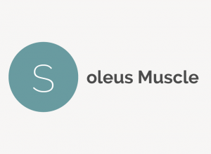 Soleus Muscle Definition 