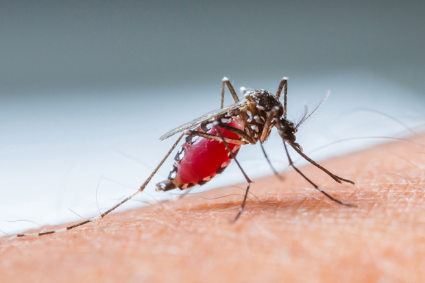 100 Mosquitos Feast On Photographer&#039;s Feet See Horrifying Photo 