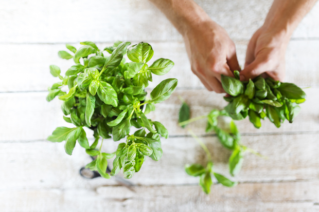 How To Use Basil As Pain Relief For Arthritis
